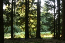 Der Wald als mystischer Ort, hier ein Bild vom Reinhardwald: Foto: Ludwig Karner.