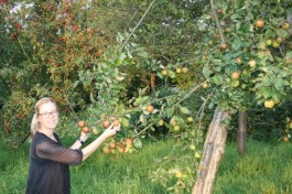 Die Rhöner Apfelbäume versprechen flächendeckend einen guten bis sehr guten Ertrag, so Diplom-Oecotrophologin Maike Pfannmüller.