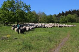 11 PM Schäfer Link aus Eichelsdorf mit seiner Herde
